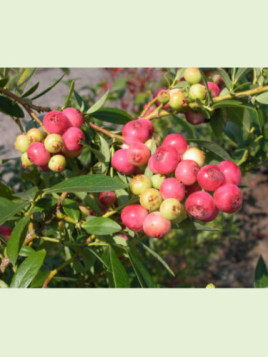 Vaccinium corymbosum 'Pink limonade' / Myrtillier