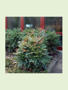 Nandina Domestica gulf stream