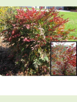 Nandina Domestica