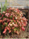 Nandina domestica 'Fire power'