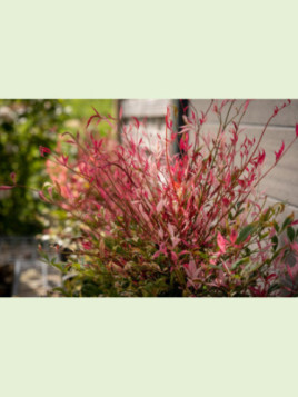 Nandina Domestica red light