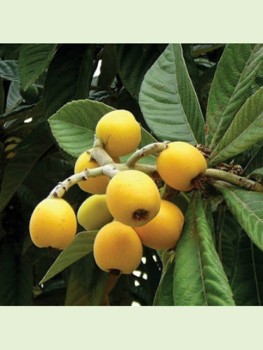 Eriobotrya japonica 'Amadeo' / Néflier du Japon / Bibacier