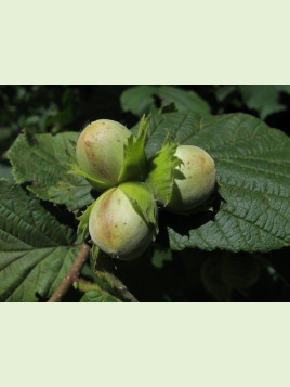 Corylus 'Merveille de bollwiller' / Noisetier