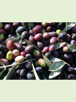 Olea 'Cailletier' / Olivier à fruit