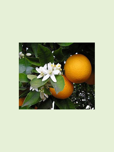 Citrus x sinensis / Oranger