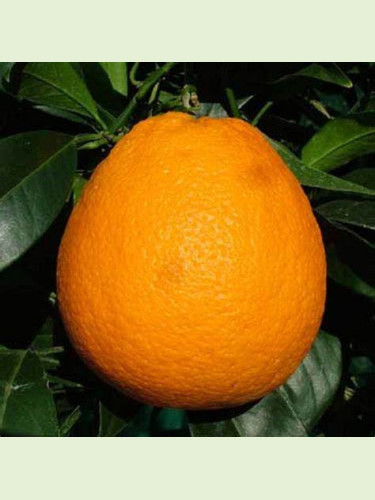 Citrus sinensis 'Valencia Midknight'/ Oranger valencia Midknight