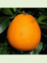 Citrus sinensis 'Valencia Midknight'/ Oranger valencia Midknight