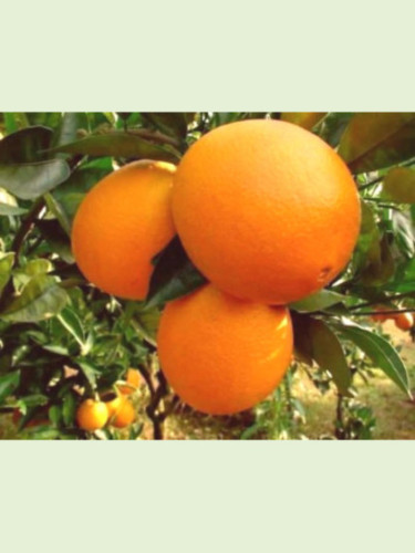 Citrus x sinensis 'Washington navel' / Oranger