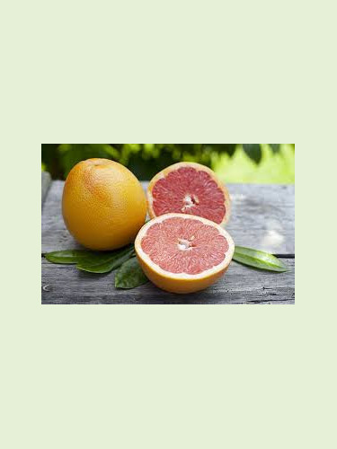 Citrus paradisi / Pomelo rose