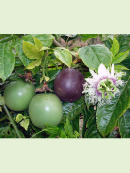 Passiflora edulis 'Flame ruby' / Passiflore / Fruit de la passion