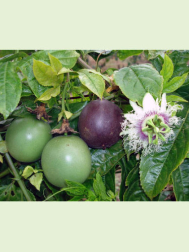 Passiflora edulis 'Red flamenco' / Passiflore / Fruit de la pas.