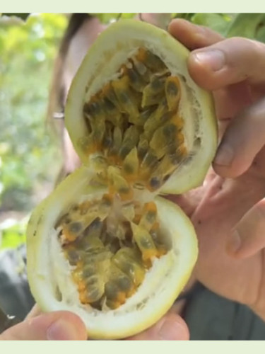 Passiflora edulis 'Panama gold' / Passiflore / Fruit de la pas.