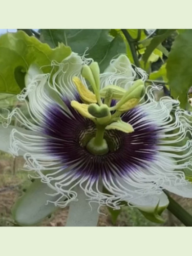 Passiflora edulis 'Panama gold' / Passiflore / Fruit de la pas.