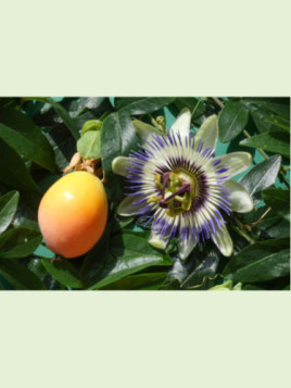 Passiflora caerulea / Passiflore bleue