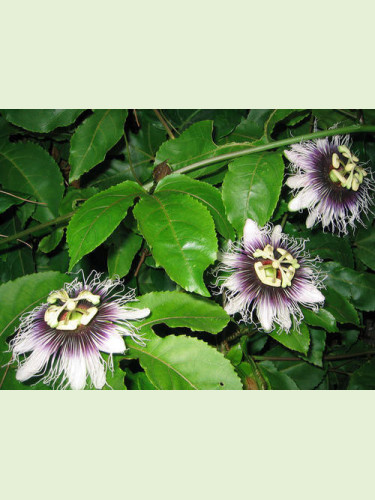 Passiflora edulis x flavicarpa / Fruit de la passion / Maracuyà