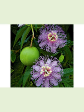 Passiflora incarnata / Passiflore officinalis de semi (fruitière)