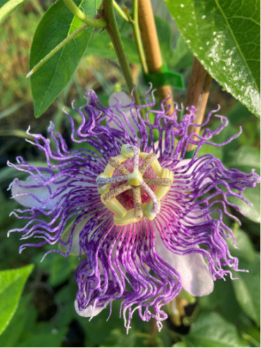 Passiflora incarnata 'Eia Popeia®' de bouture / Passiflore