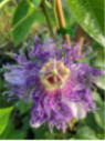 Passiflora incarnata 'Eia Popeia®' de bouture / Passiflore