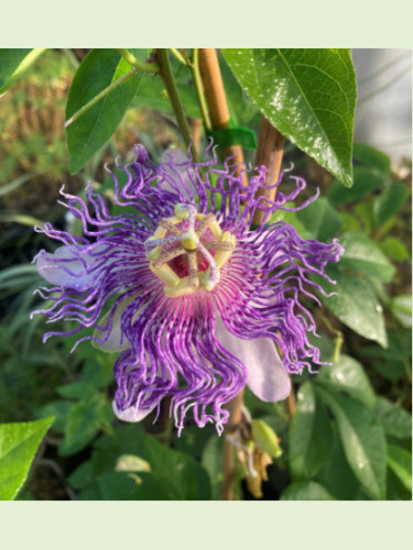 Passiflora incarnata 'Eia Popeia®' de bouture / Passiflore