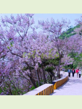 Paulownia tomentosa (imperialis)