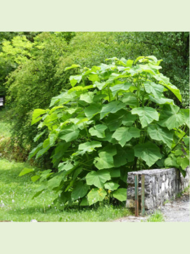 Paulownia tomentosa (imperialis)