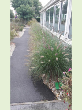 Pennisetum Alopecuroides