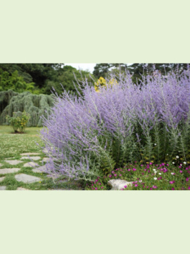 Perovskia atriplicifolia 'Blue Spire'