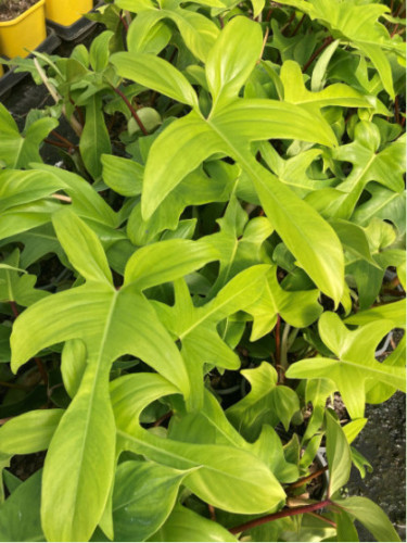 Philodendron 'Florida Green'