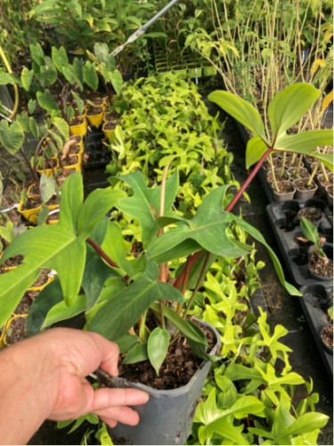 Philodendron 'Florida Green'