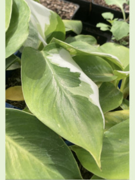 Philodendron 'White Wizard'