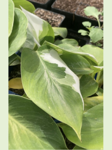 Philodendron 'White Wizard'