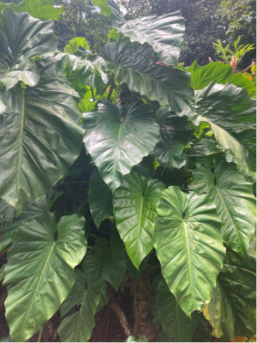 Philodendron 'Giganteum'