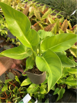 Philodendron 'Giganteum'