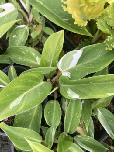 Philodendron 'white princess'