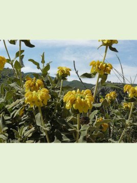 Phlomis fruticosa / Sauge de Jérusalem