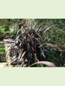 Phormium 'Black velvet'