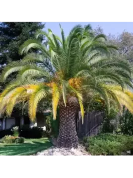 Phoenix canariensis / Palmier des Cananries