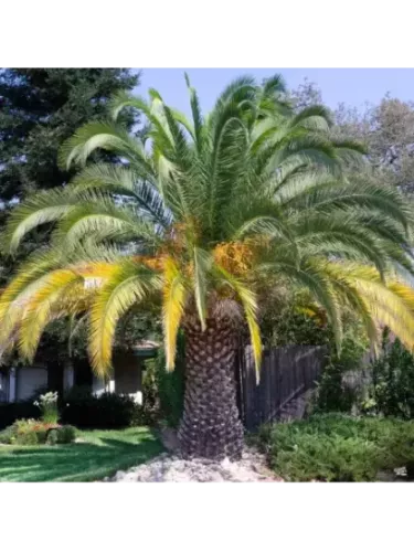 Phoenix canariensis / Palmier des Cananries