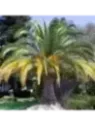 Phoenix canariensis / Palmier des Cananries