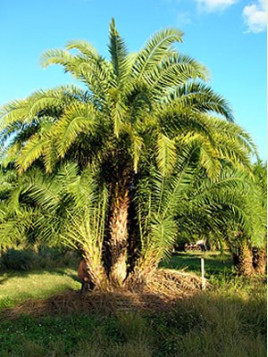 Phoenix reclinata / Dattier du Sénégal