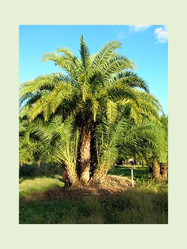 Phoenix reclinata / Dattier du Sénégal