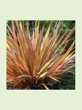 Phormium cookianum 'Apricot queen'