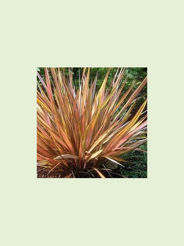 Phormium cookianum 'Apricot queen'