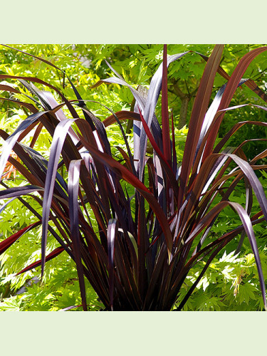 Phormium cookianum 'Black adder'