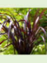 Phormium cookianum 'Black adder'