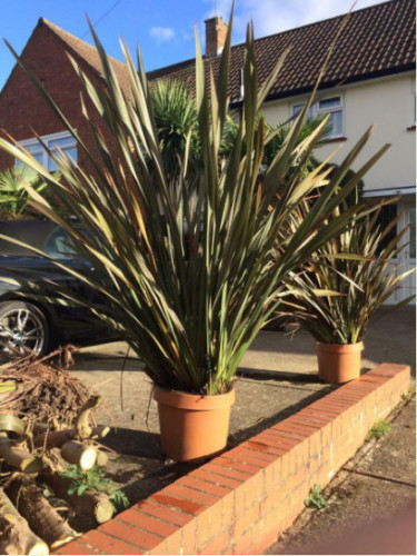 Phormium tenax 'Purpureum'