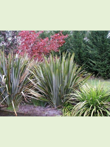 Phormium tenax