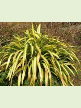 Phormium cookianum 'Yellow Wave'