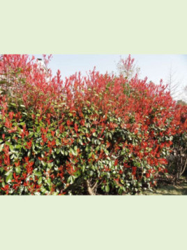 Photinia X Fraseri