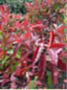 Photinia X Fraseri